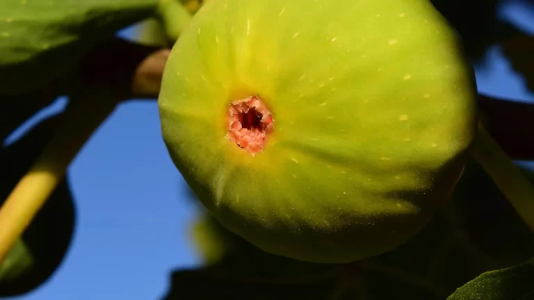 The Fig Trees of Dalmatia