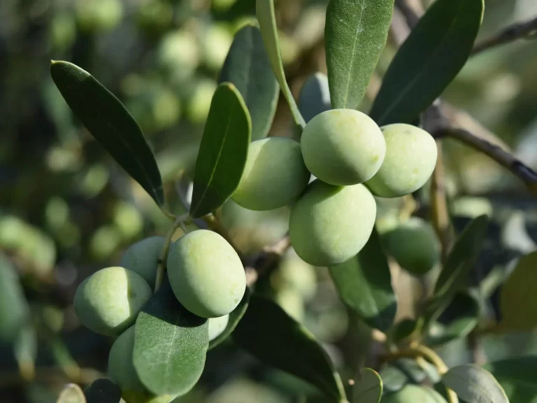 In Dalmatia, the olive tree is not a crop. It is a covenant.