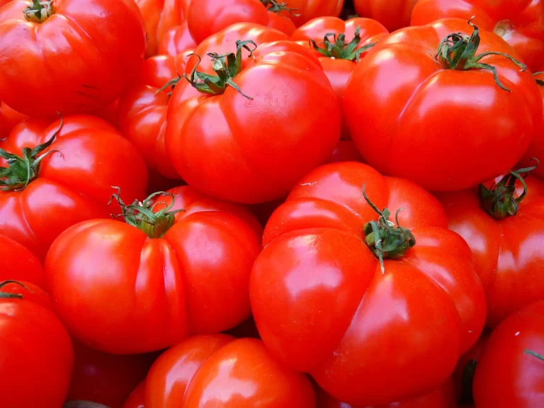 Dalmatia does not merely grow tomatoes. It worships them.